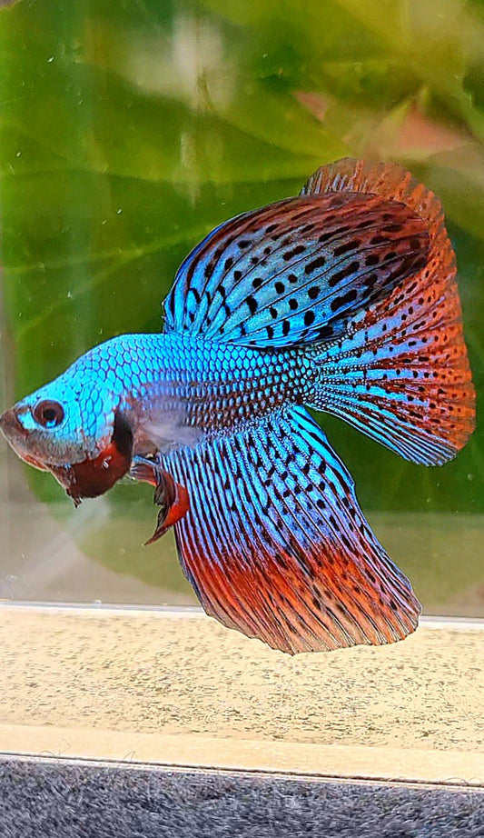 HALFMOON DELTA ALIEN GREEN HYBRID WILD BETTA FISH