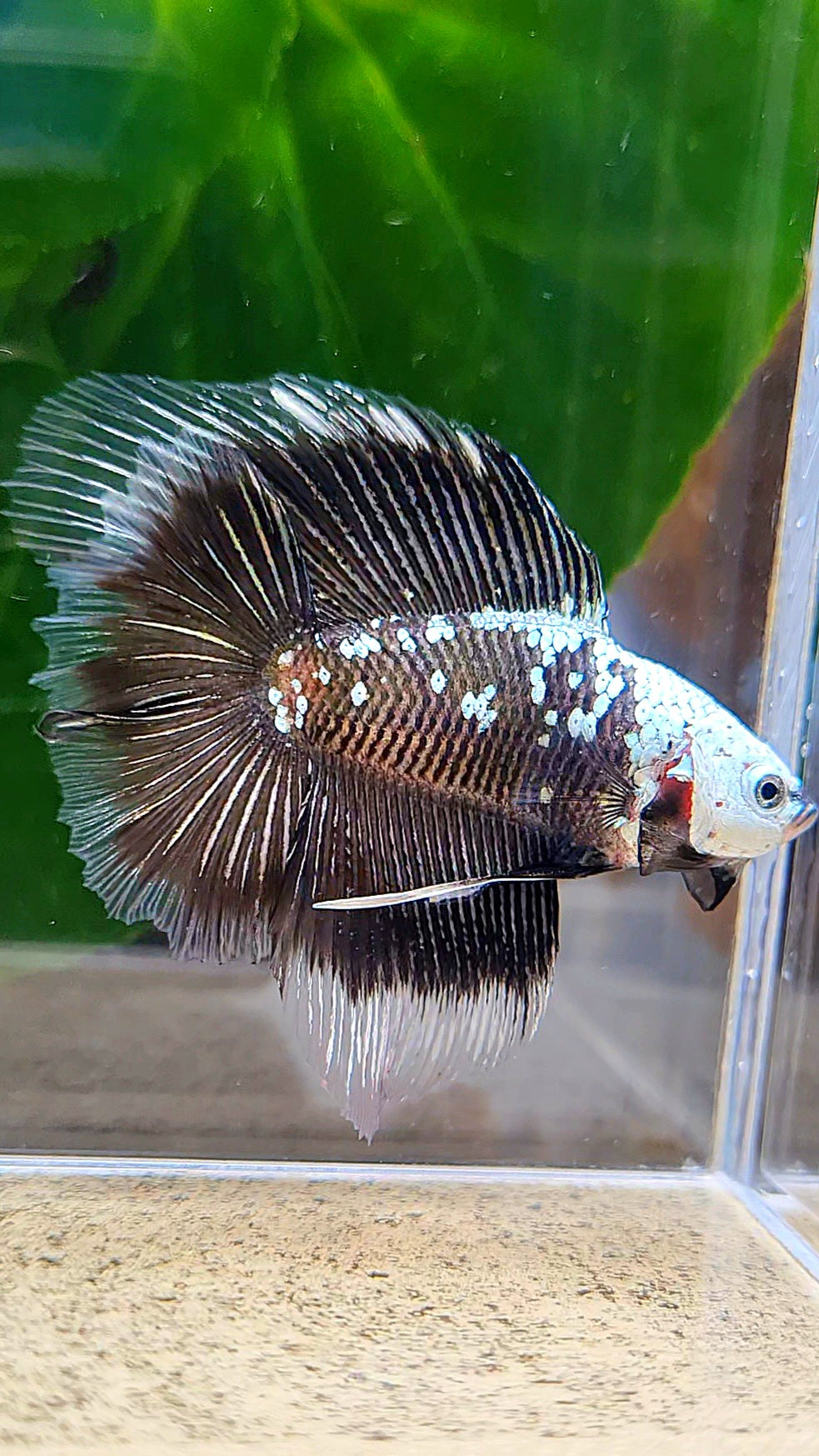 LUXURY HALFMOON DOUBLE TAIL BLACK MAMBA SNOW MASKING BETTA FISH