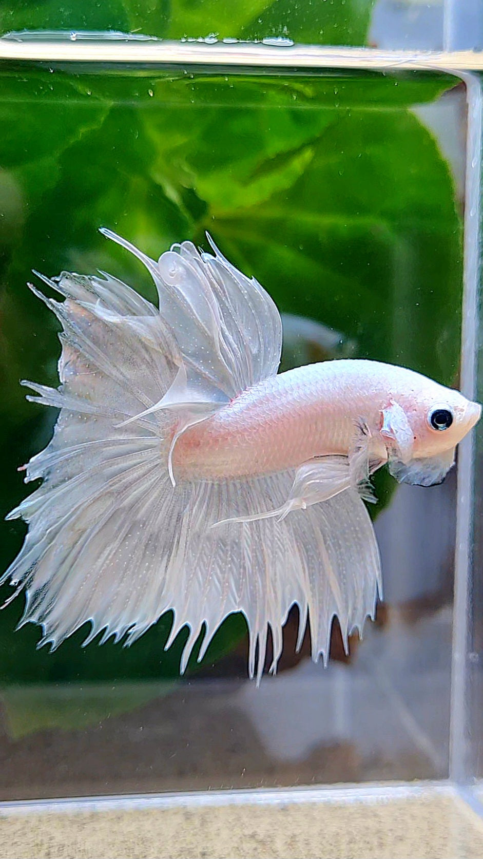 HALFMOON CROWNTAIL HALFSUN WHITE PLATINUM BETTA FISH