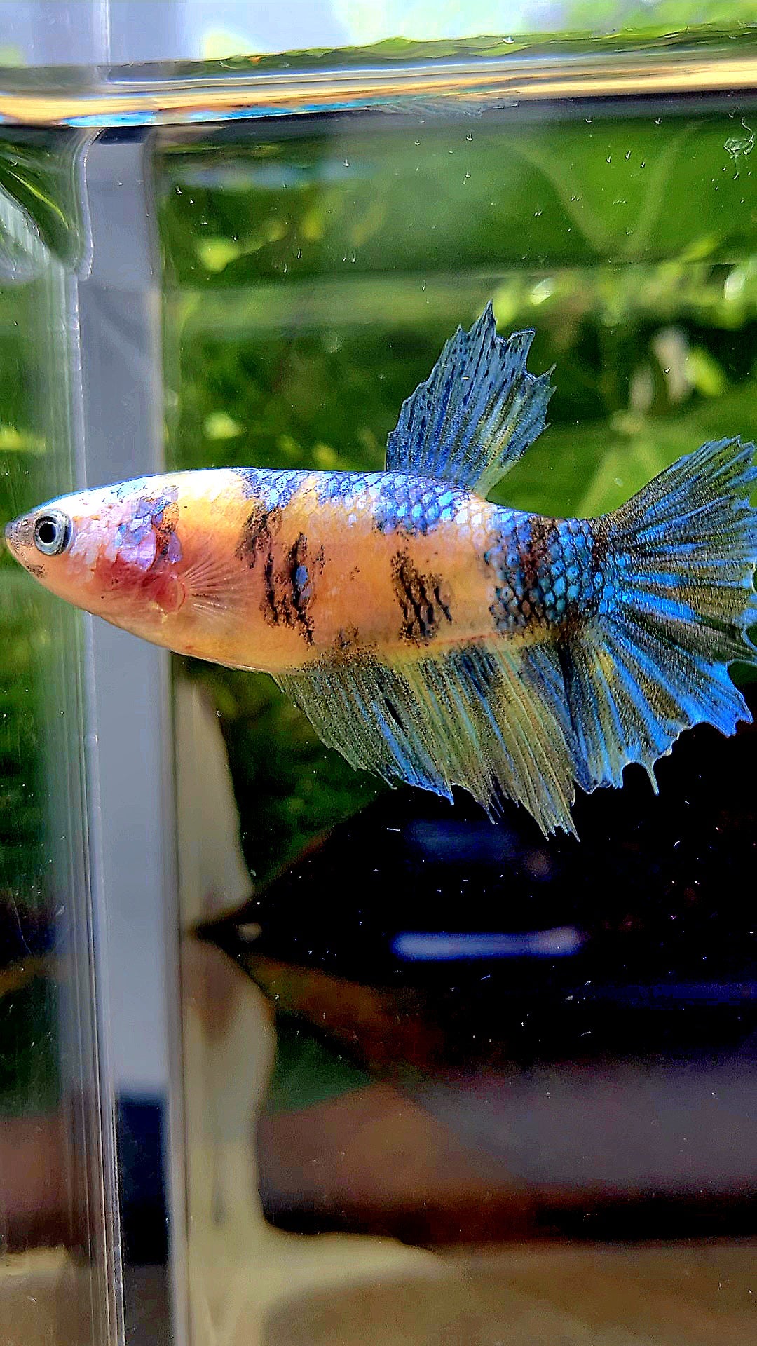 FEMALE HALFMOON YELLOW KOI GALAXY MULTICOLOR BETTA FISH