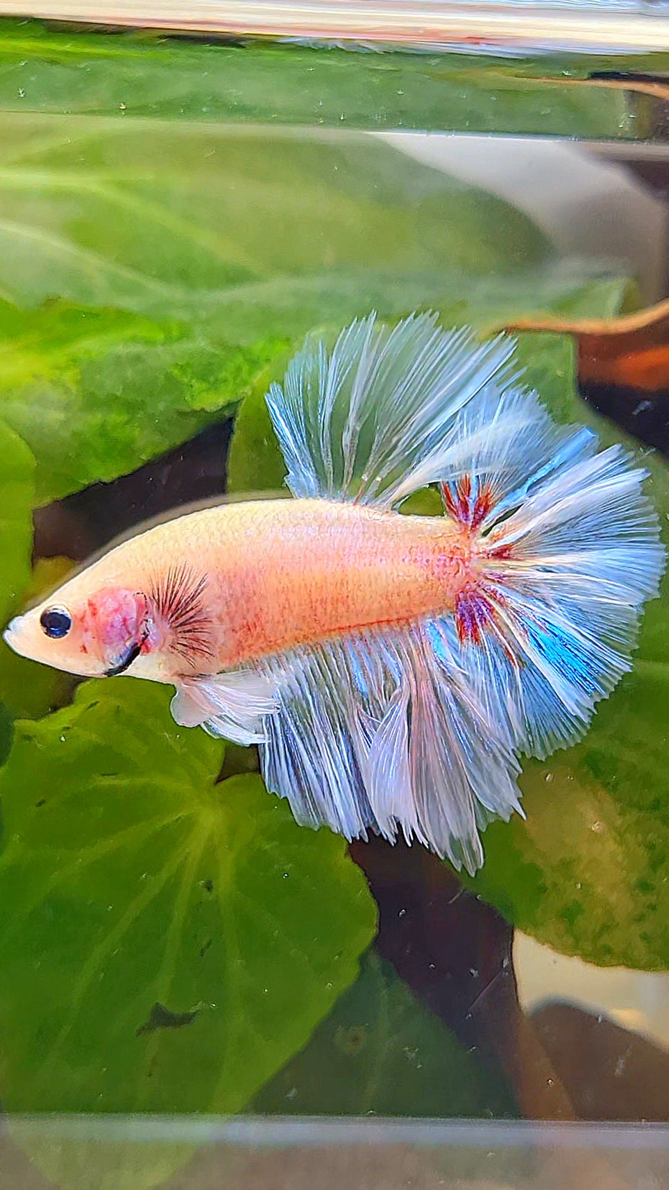 KING ROSETAIL HALFMOON WHITE CELLOPHANE UNIQUE BETTA FISH