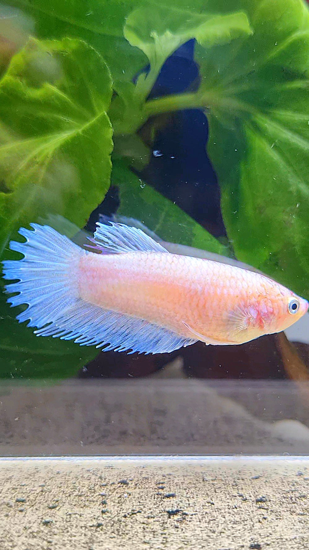 FEMALE CROWNTAIL PLAKAT WHITE CELLOPHANE BETTA FISH