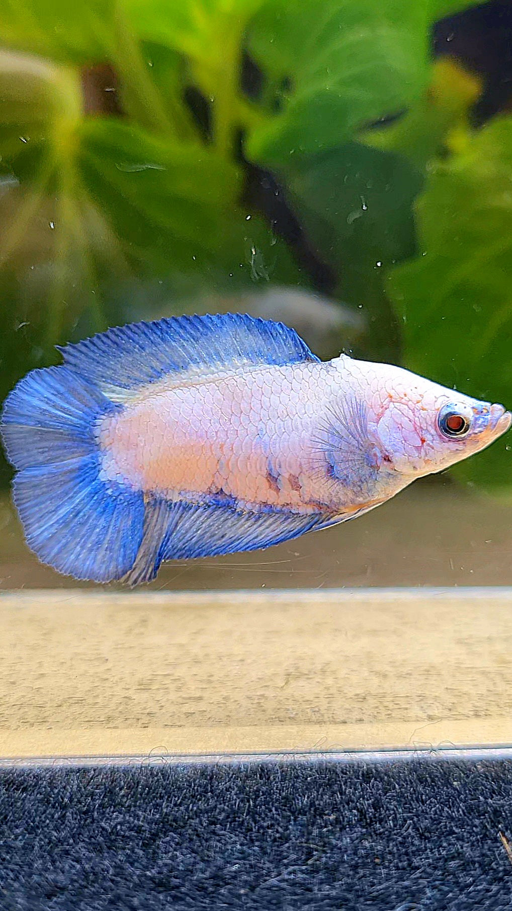 FEMALE PLAKAT DOUBLE TAIL BLUE RIM BETTA FISH