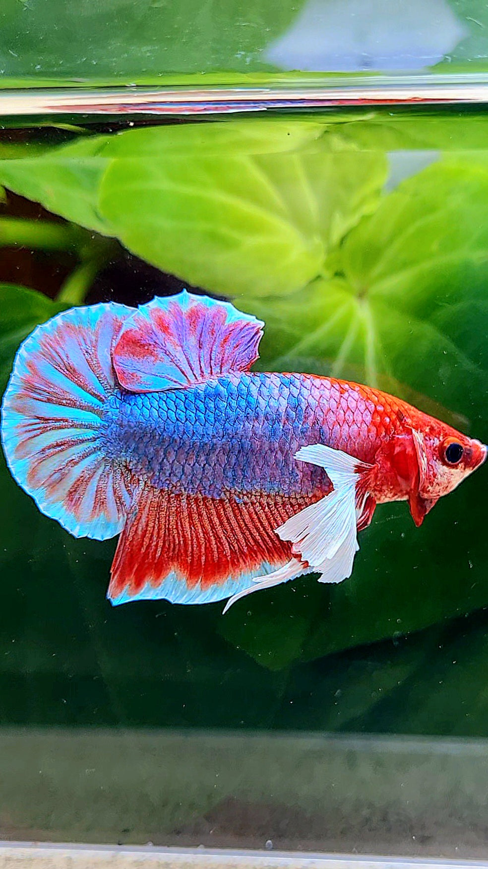 PLAKAT DUMBO EAR RED FANCY BETTA FISH