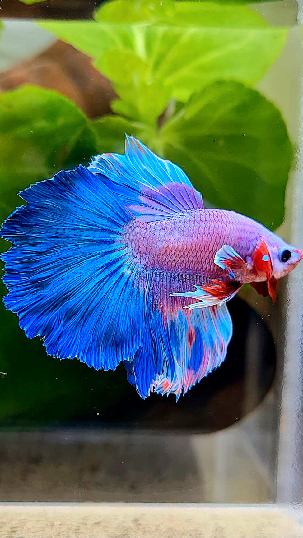 HALFMOON ROSETAIL PINK PURPLE BLUE RIM FLAMINGGO BETTA FISH