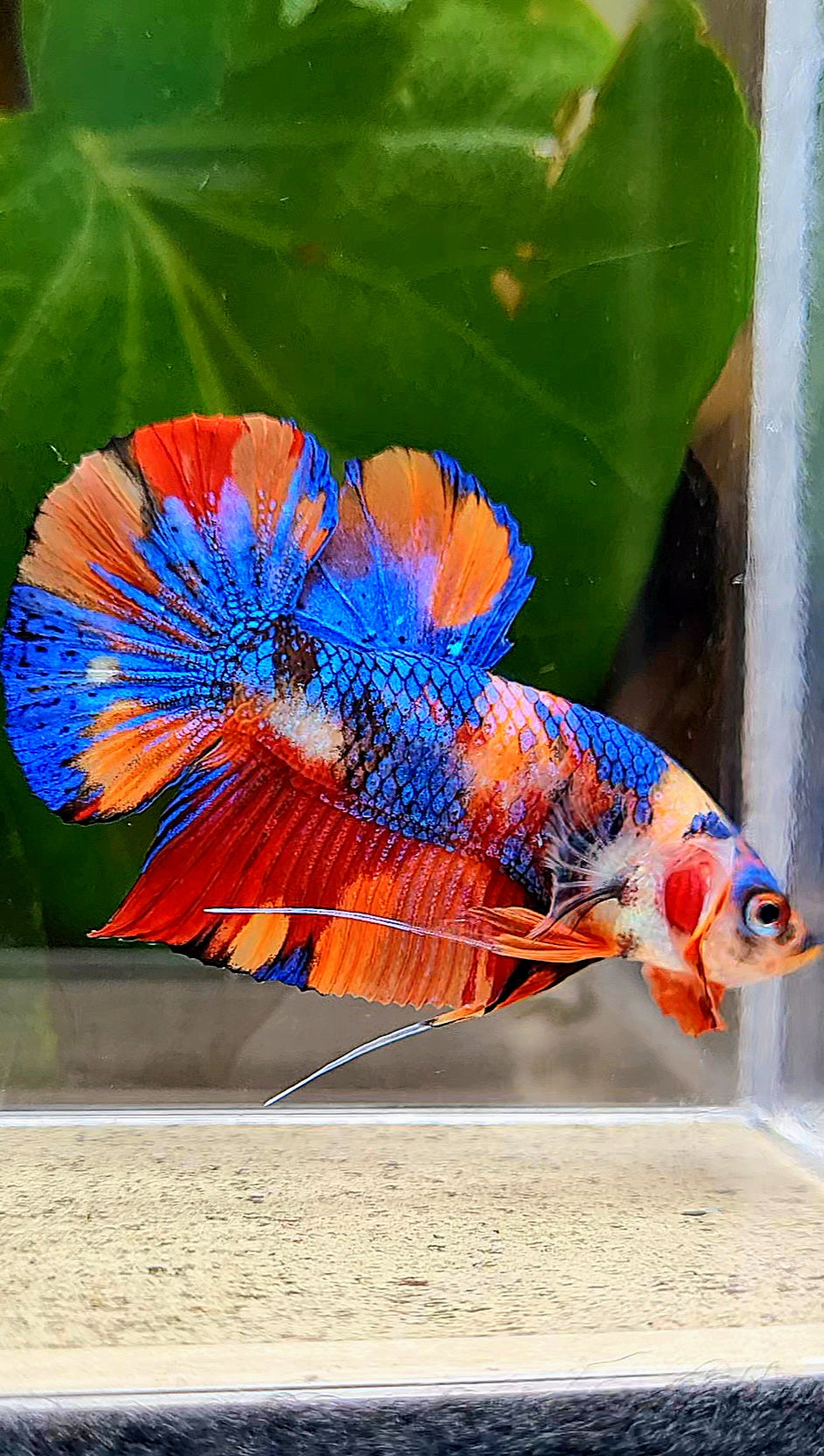 PLAKAT METALLIC MULTICOLOR ORANGE BASE BETTA FISH