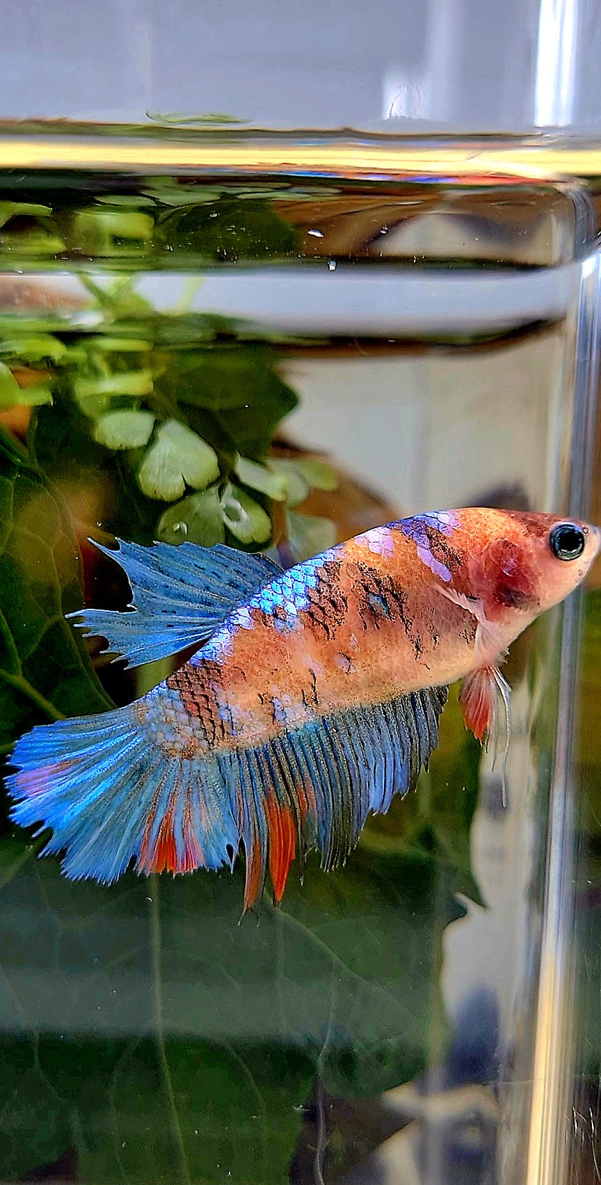 FEMALE HALFMOON KOI BETTA FISH