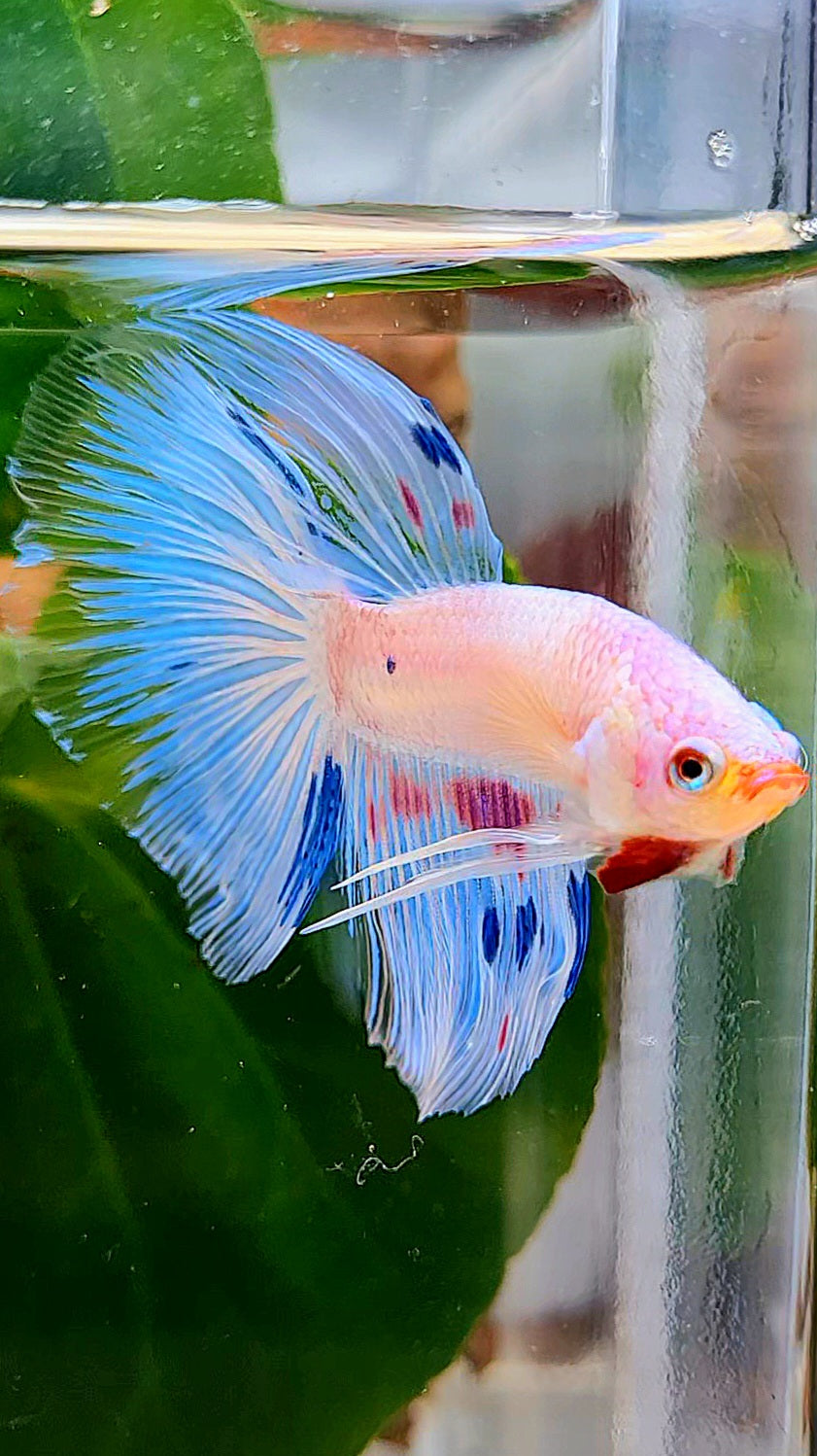 HALFMOON ROSETAIL WHITE BLUE FANCY FLAMINGGO BETTA FISH