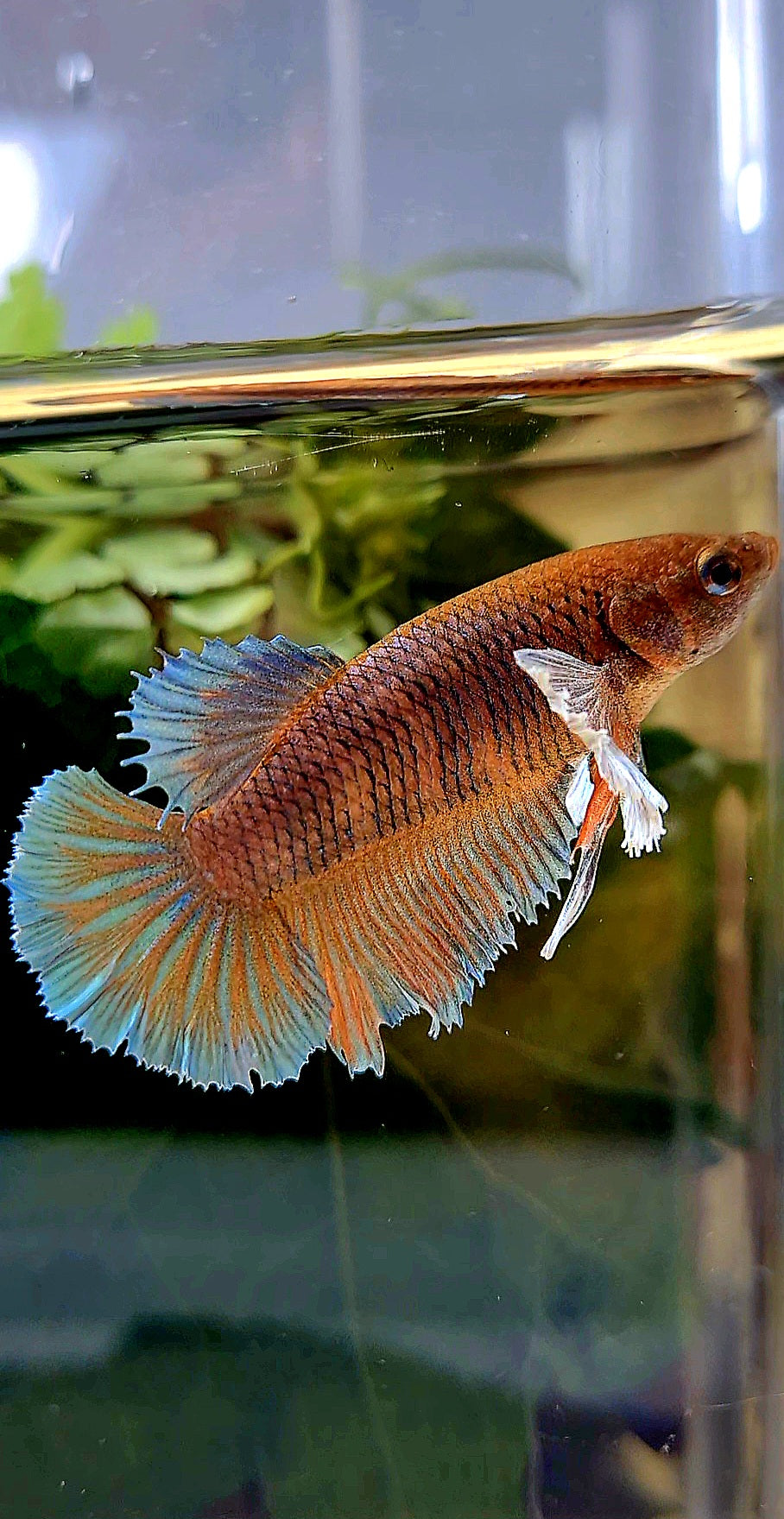 FEMALE HALFMOON DUMBO EAR ORANGE PINEAPPLE BETTA FISH