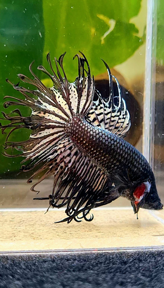 CROWNTAIL BLACK COPPER HYBRID WILD BETTA FISH
