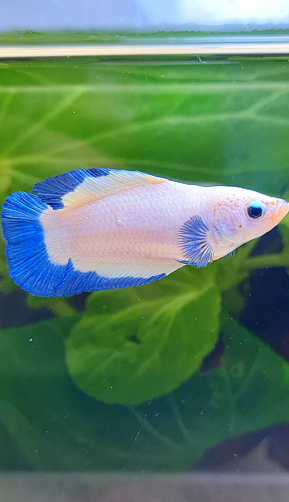 FEMALE PLAKAT DOUBLE TAIL BLUE RIM BUTTERFLY BETTA FISH