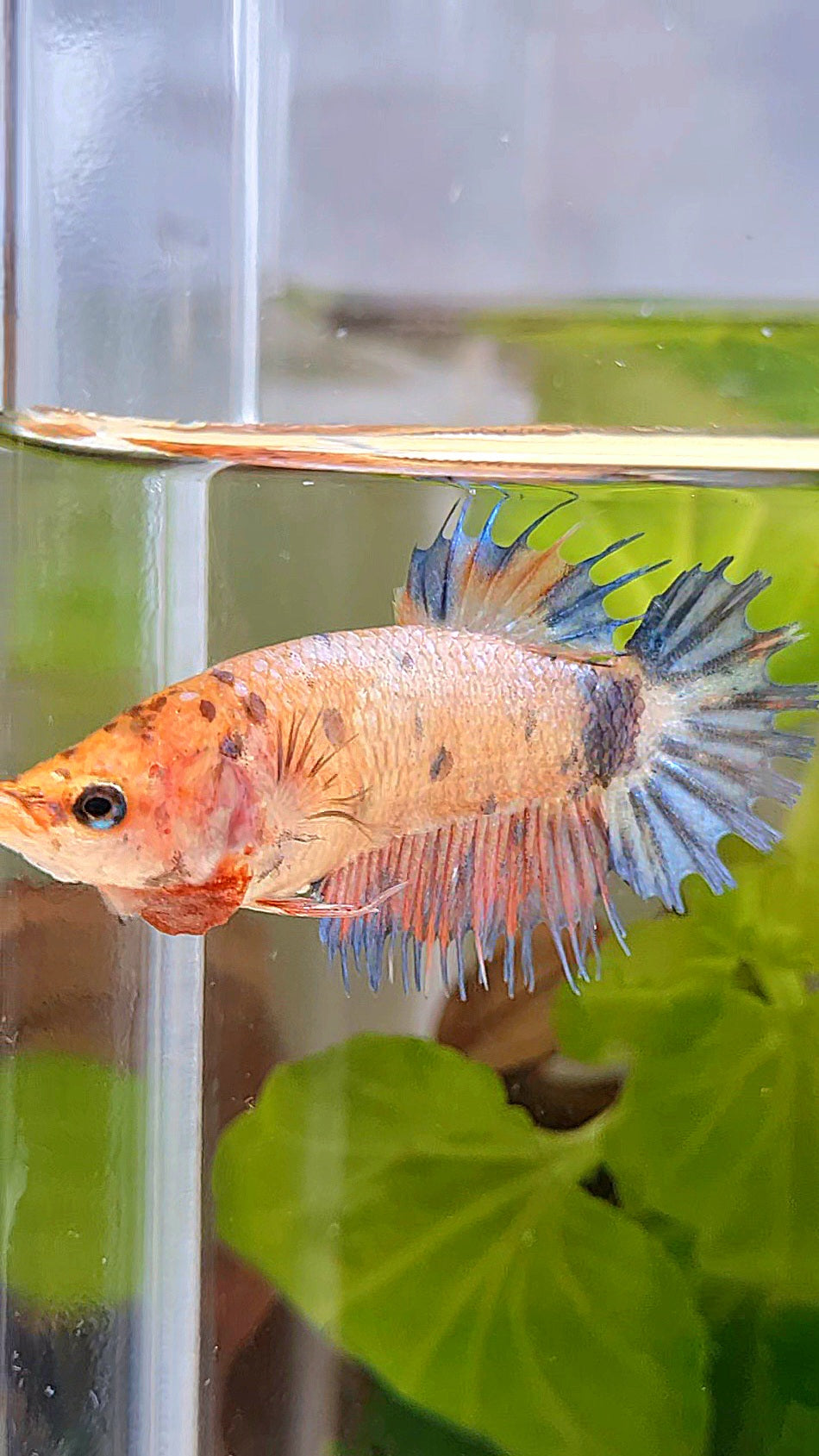 FEMALE CROWNTAIL MULTICOLOR BETTA FISH