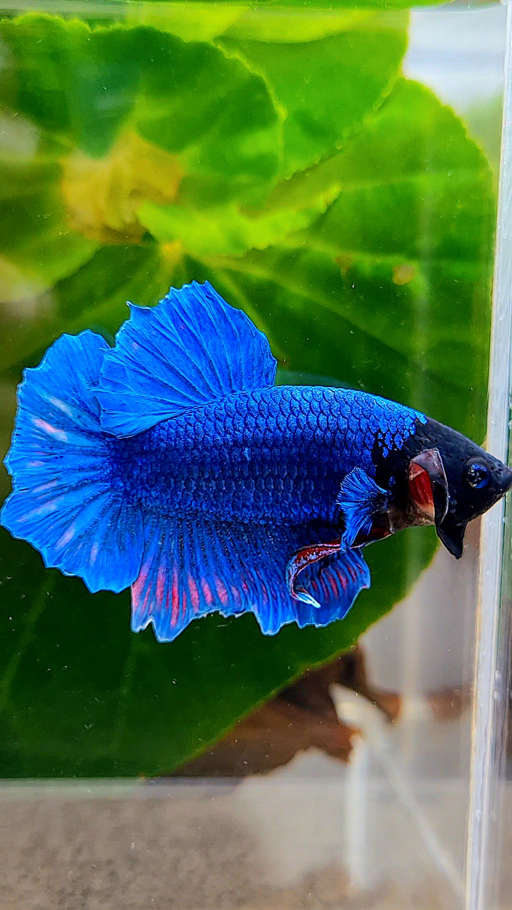 PLAKAT BLACK FACE BLUE BETTA FISH