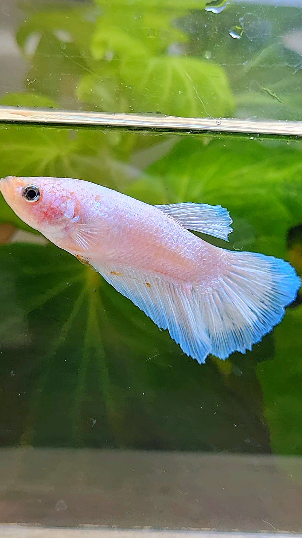 FEMALE HALFMOON WHITE BLUE THIN BETTA FISH