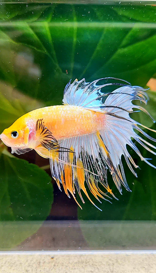 CROWNTAIL YELLOW BASED FANCY COPPER BETTA FISH