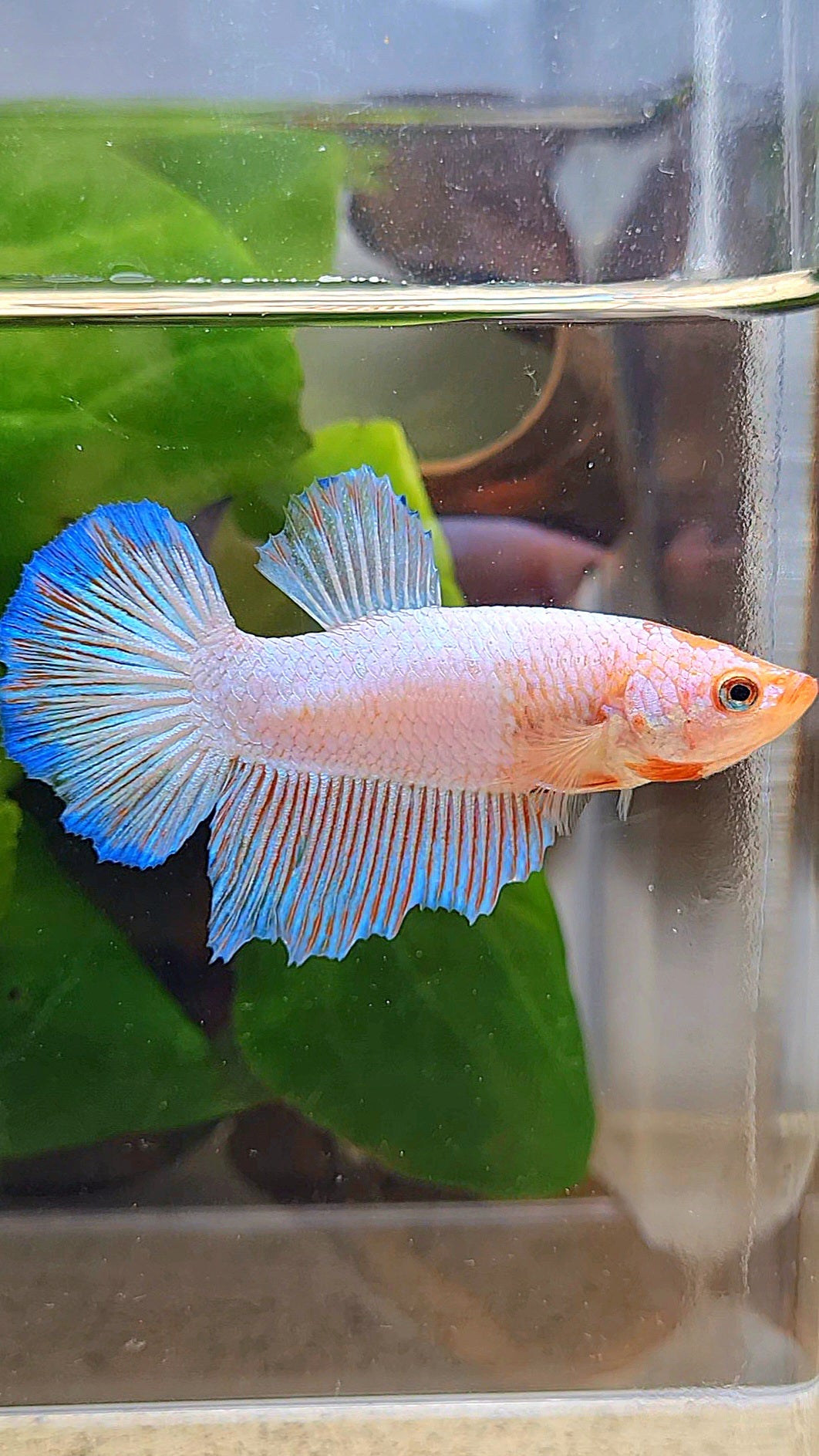 FEMALE HALFMOON PINK FLAMINGGO BLUE RIM BETTA FISH