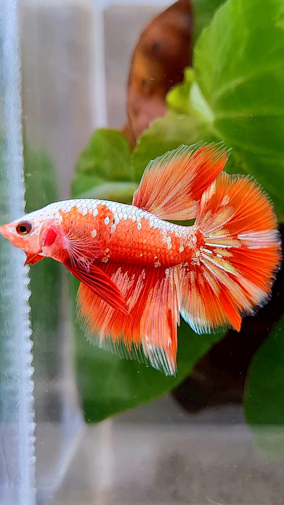 HALFMOON RED GOLD GALAXY RGG BETTA FISH