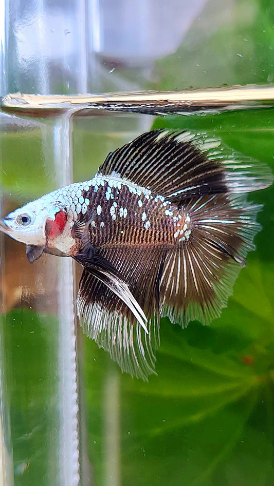 LUXURY HALFMOON DOUBLE TAIL BLACK MAMBA SNOW MASKING BETTA FISH