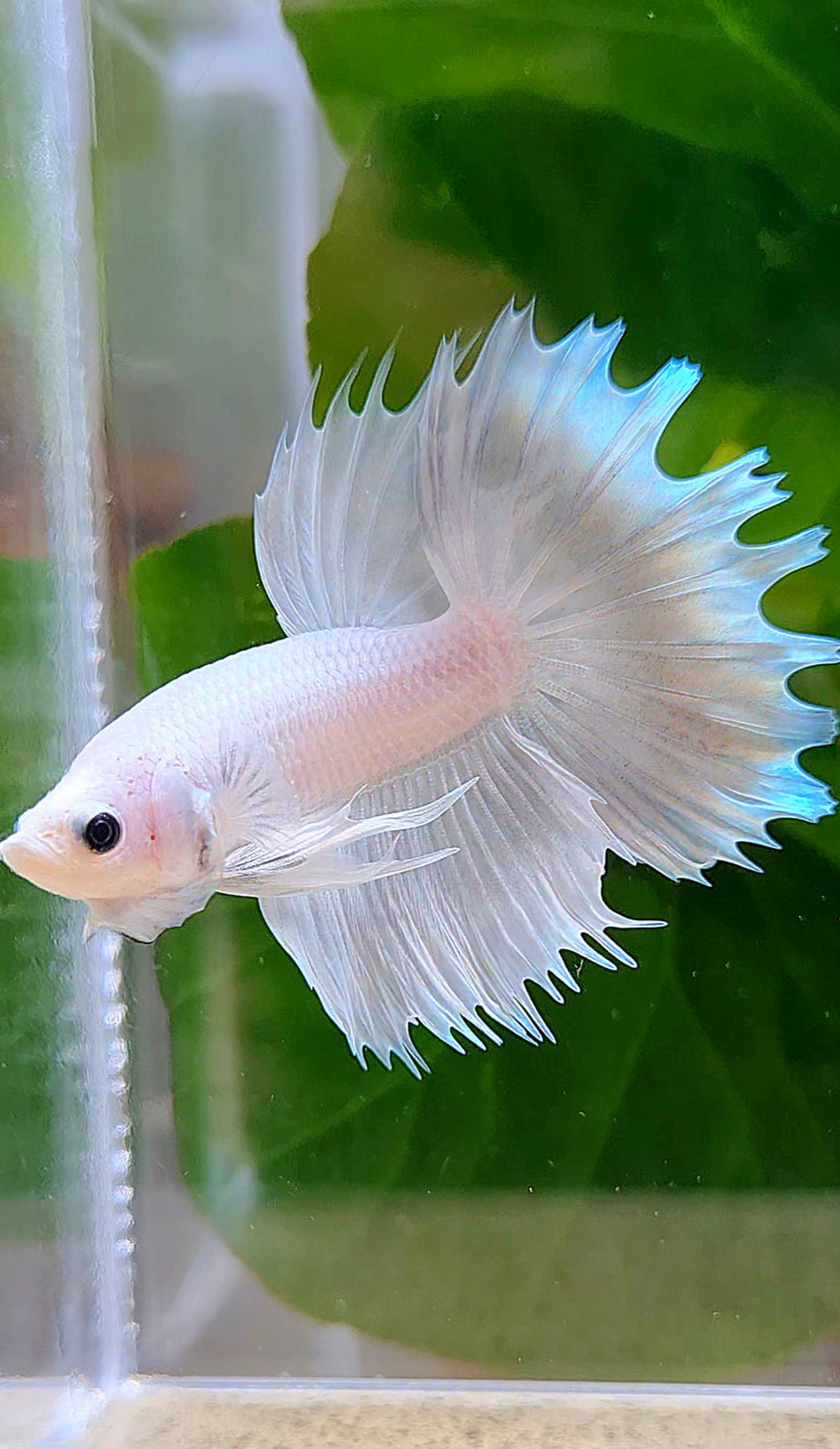 HALFMOON CROWNTAIL HALFSUN WHITE PLATINUM BETTA FISH