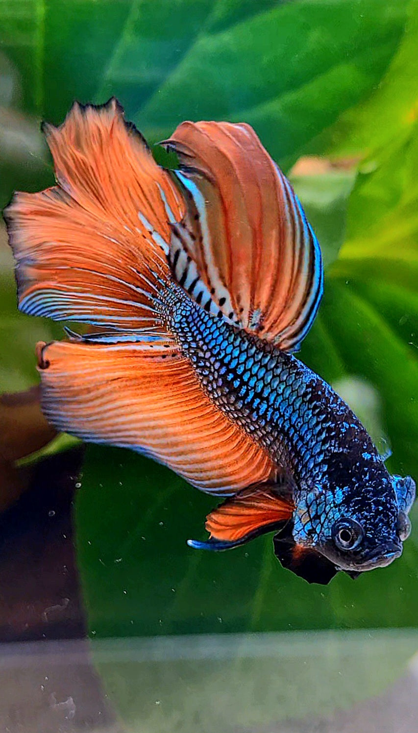HALFMOON HYBRID BLUE ORANGE WILD BETTA FISH