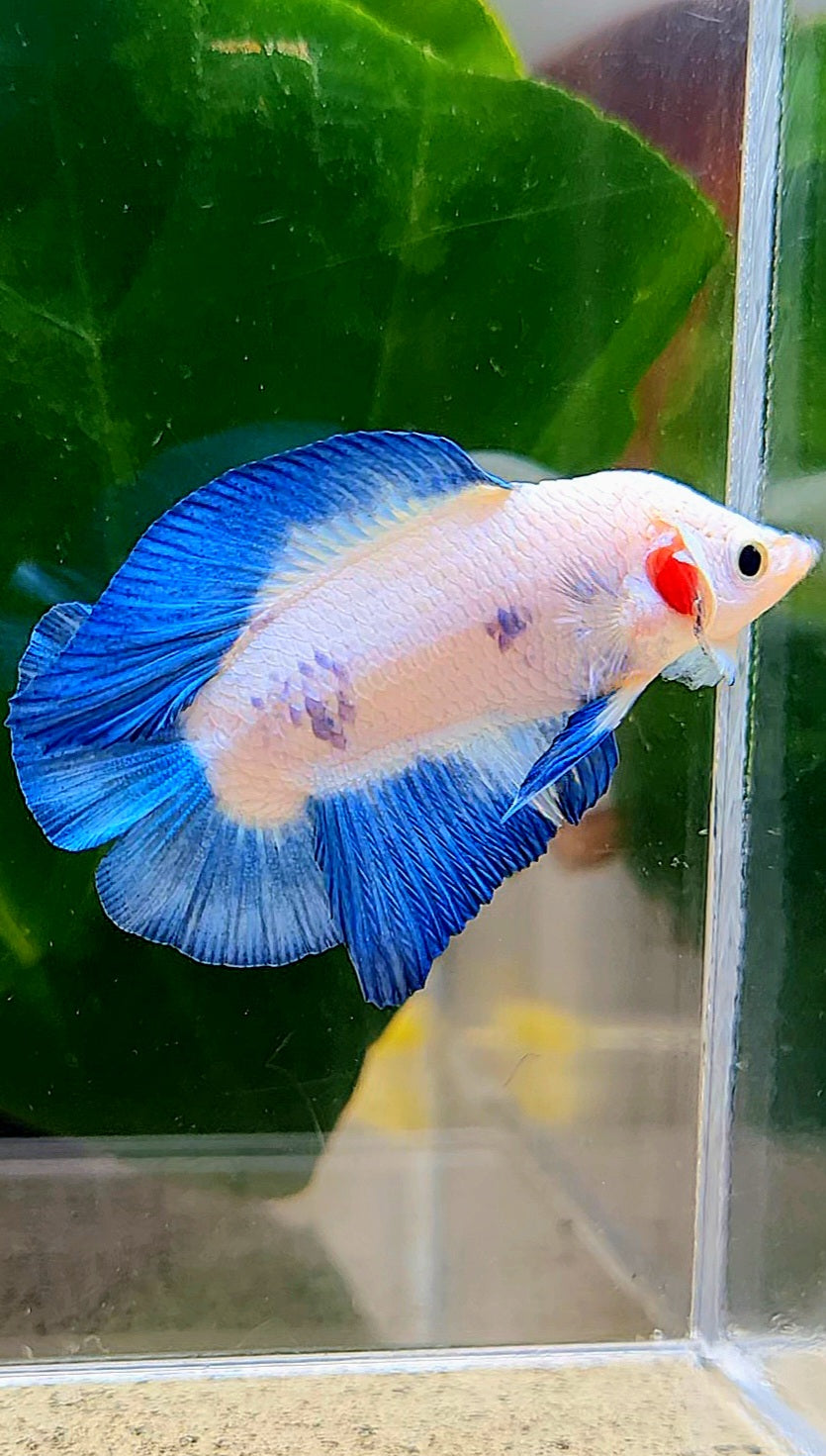 PLAKAT DOUBLETAIL SHORT BODY BLUE RIM BETTA FISH