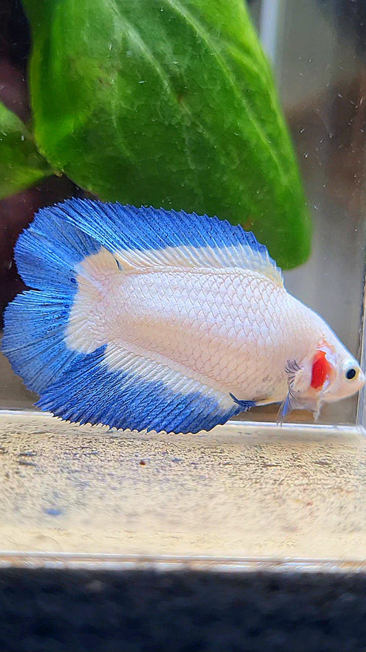 FEMALE HALFMOON DOUBLE TAIL BLUE RIM BUTTERFLY BETTA FISH