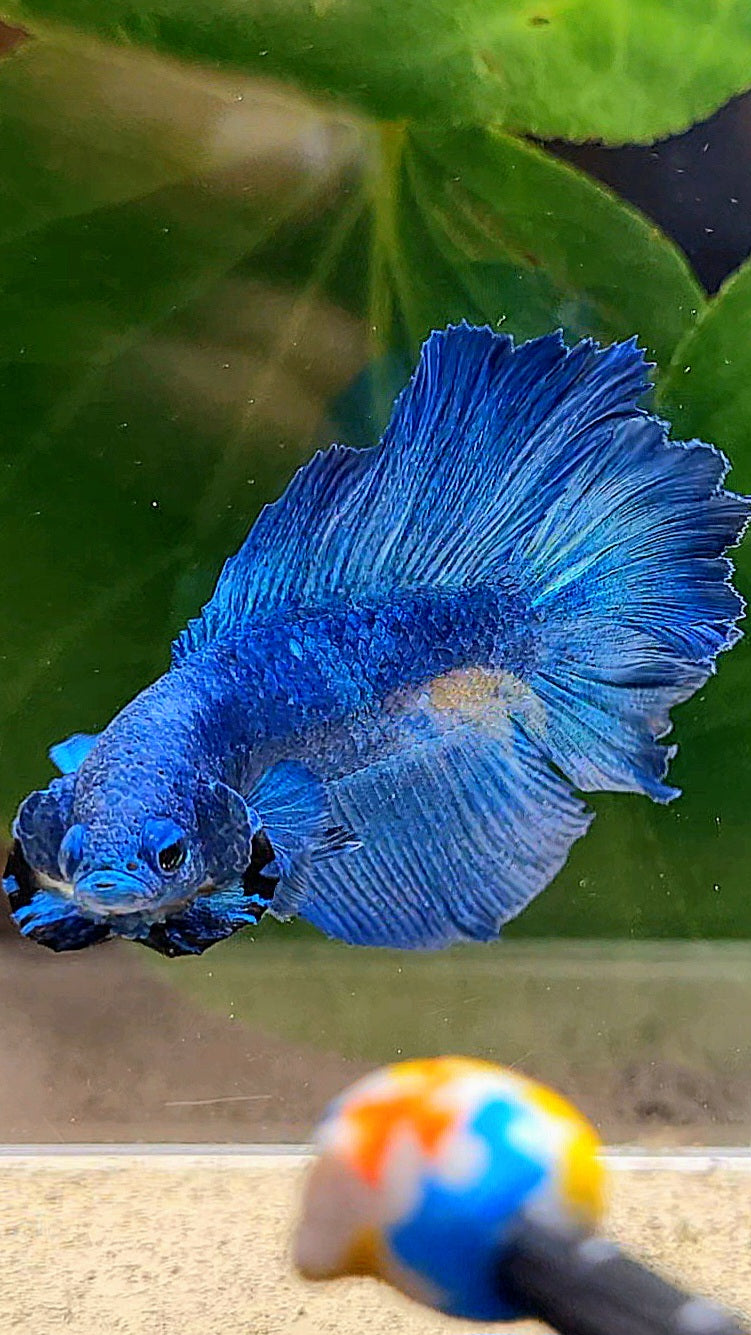 HALFMOON DOUBLE TAIL BLUE BETTA FISH