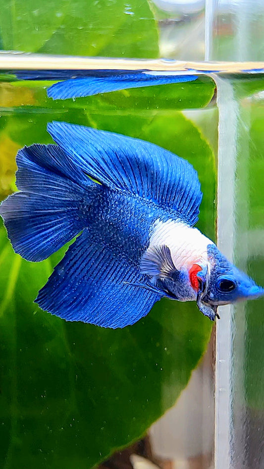 HALFMOON DOUBLE TAIL BLUE PANDA BETTA FISH