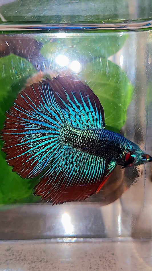 HALFMOON ROSETAIL ALIEN BLUE GREEN HYBRID WILD BETTA FISH
