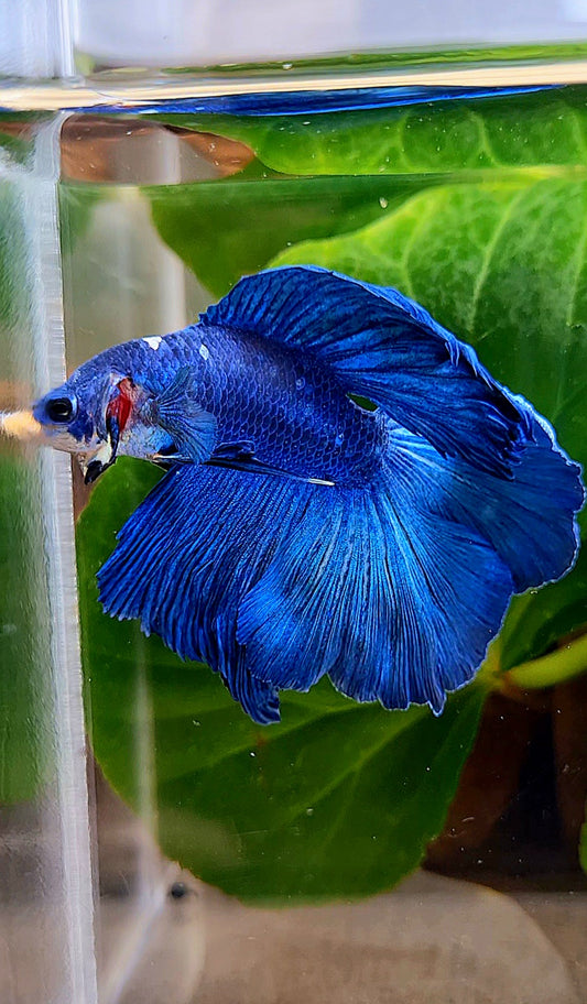 HALFMOON DOUBLE TAIL BLUE BETTA FISH