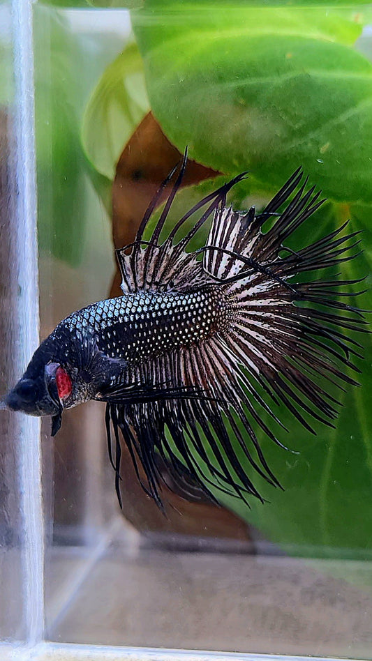 CROWNTAIL BLACK COPPER HYBRID WILD BETTA FISH