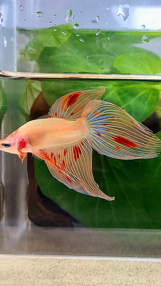VEILTAIL ARMAGEDDON BETTA FISH