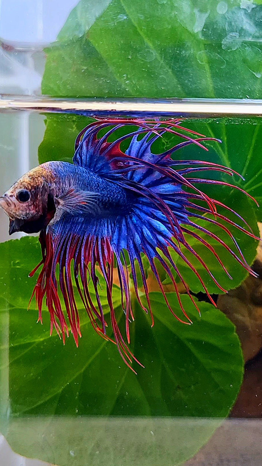 CROWNTAIL BLUE PURPLE MASCOT MONKEY FACE BETTA FISH
