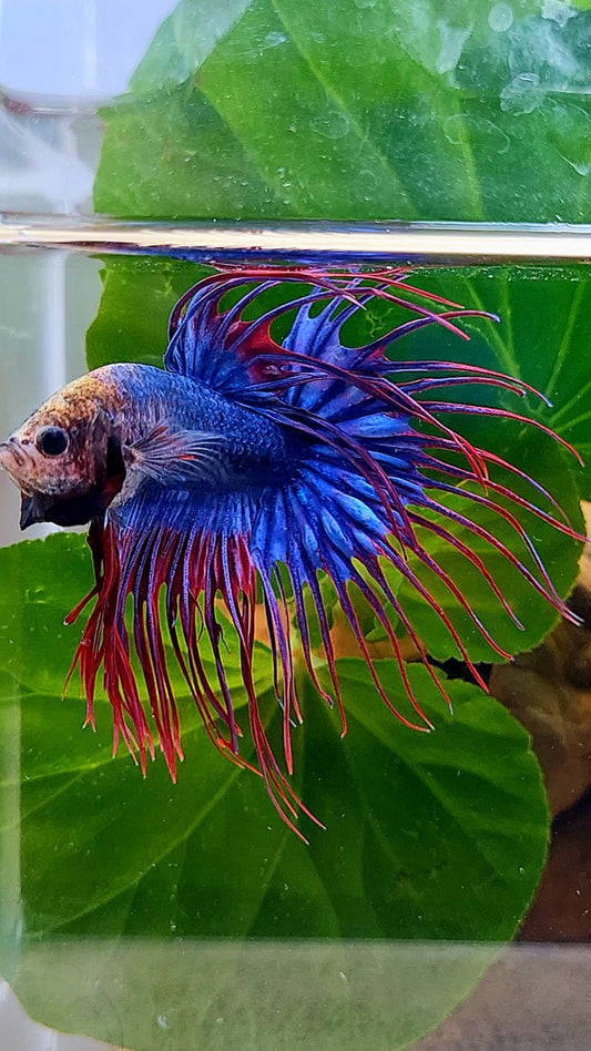 CROWNTAIL BLUE PURPLE MASCOT MONKEY FACE BETTA FISH
