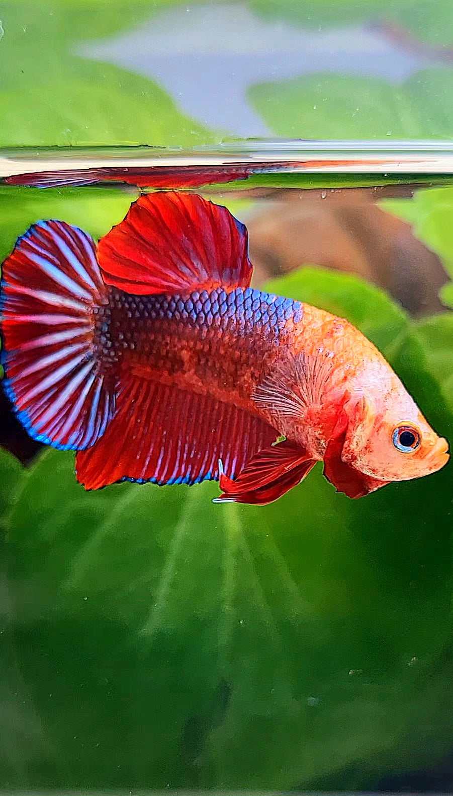 PLAKAT RED FANCY MONKEY FACE BETTA FISH