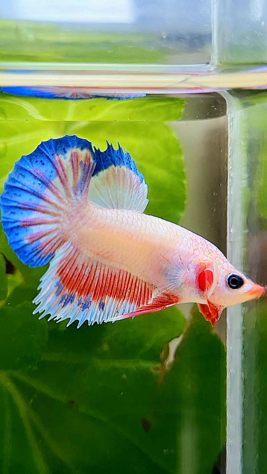 CROWNTAIL PLAKAT PINK FLAMINGGO WHITE SCALE BETTA FISH