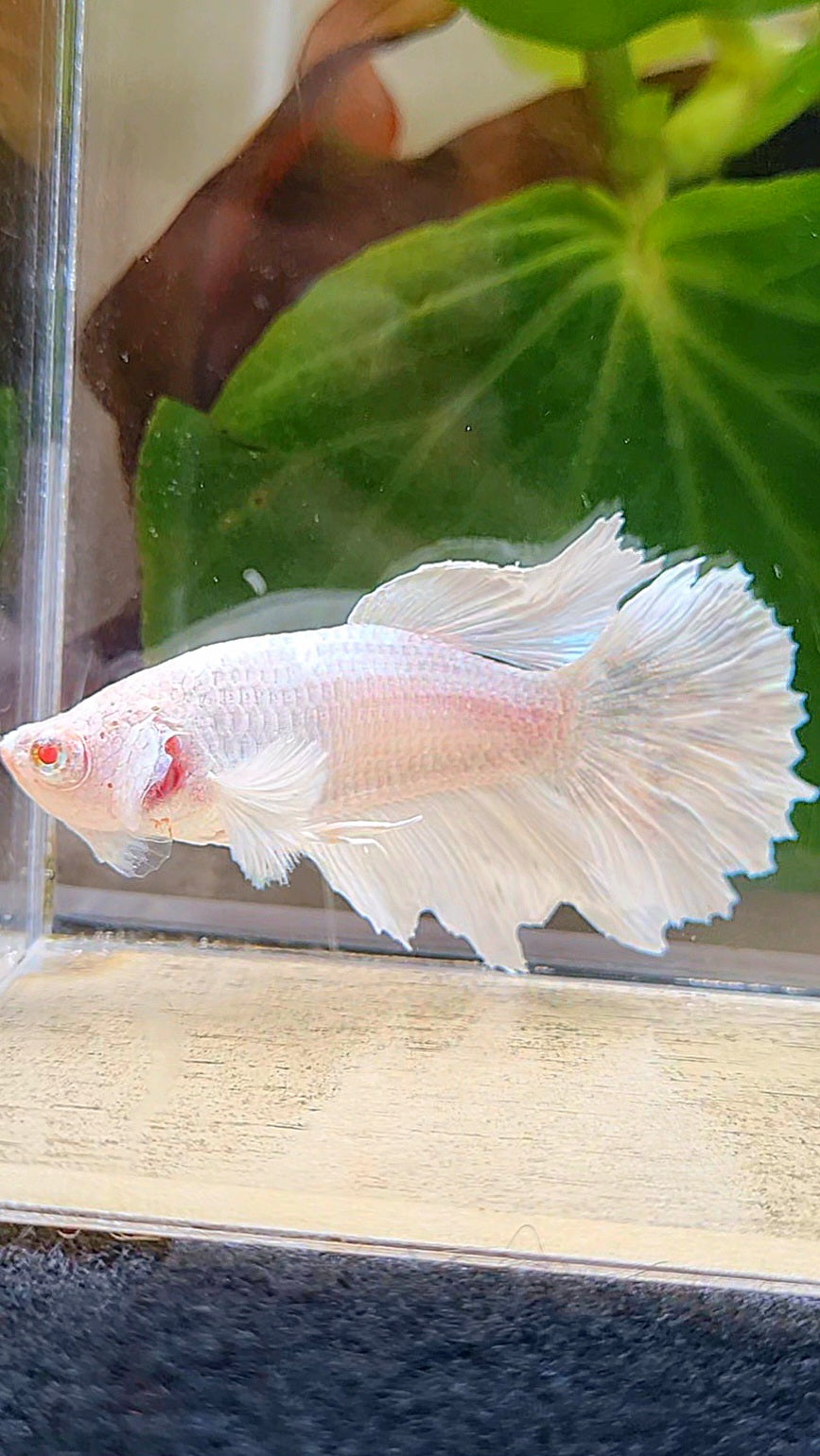 FEMALE HALFMOON WHITE BETTA FISH