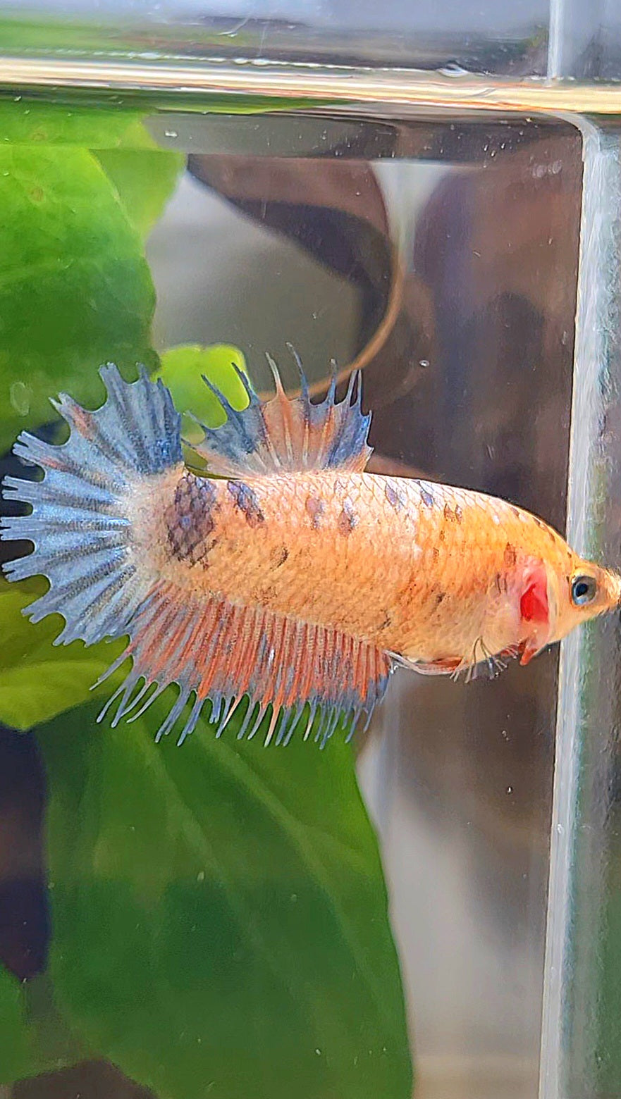 FEMALE CROWNTAIL MULTICOLOR BETTA FISH