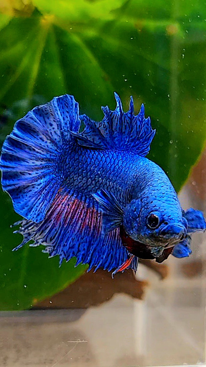 CROWNTAIL PLAKAT BLUE FANCY BETTA FISH