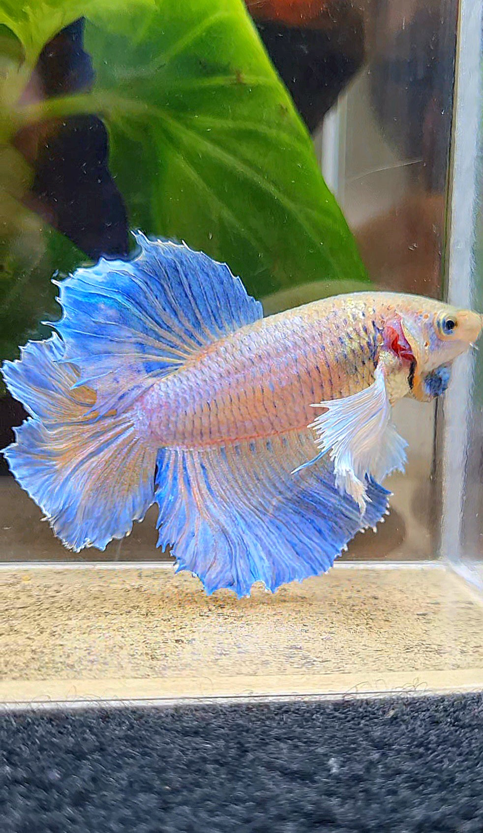 LUXURY FEMALE HALFMOON ROSETAIL DUMBO EAR BLUE ORANGE PINEAPPLE BETTA FISH