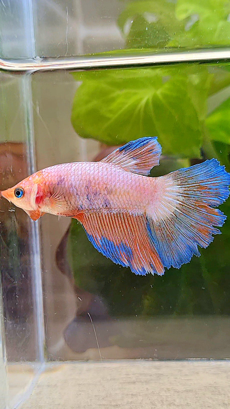 FEMALE HALFMOON PINK BLUE FLAMINGGO RIM BETTA FISH