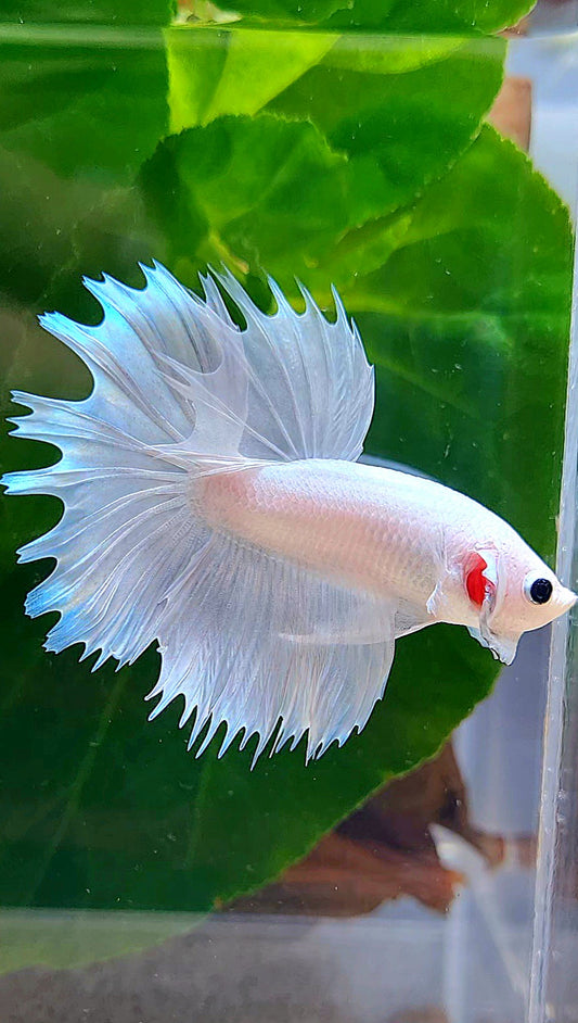 HALFMOON CROWNTAIL HALFSUN WHITE PLATINUM BETTA FISH