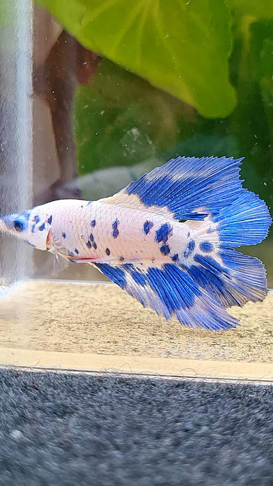 HALFMOON DOUBLE TAIL BLUE DOTS MARBLE BETTA FISH