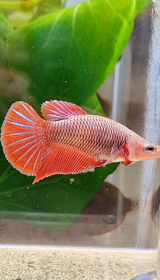 FEMALE HMPK RED FANCY BETTA FISH