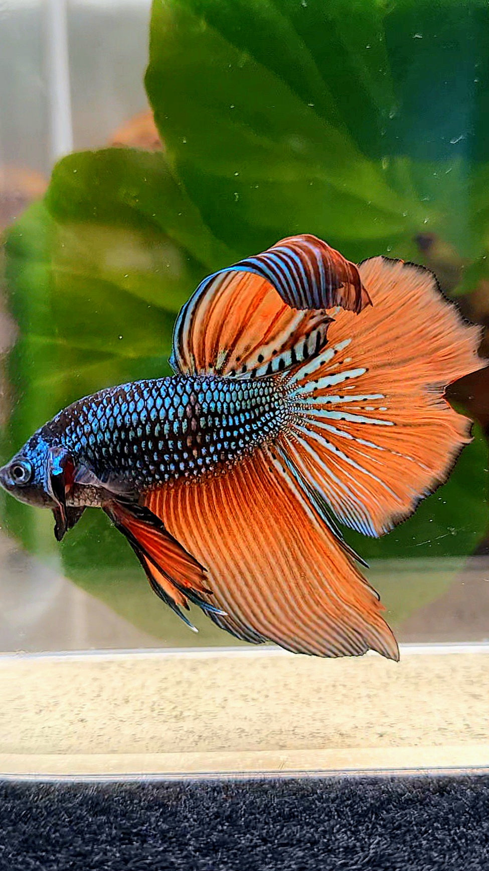 HALFMOON HYBRID BLUE ORANGE WILD BETTA FISH