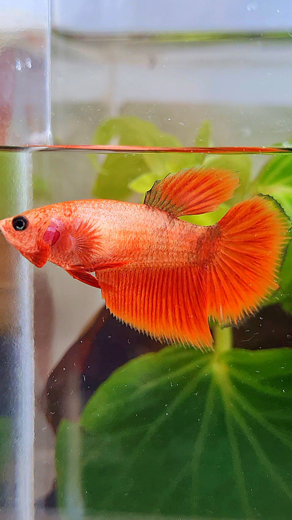 FEMALE HALFMOON RED BETTA FISH