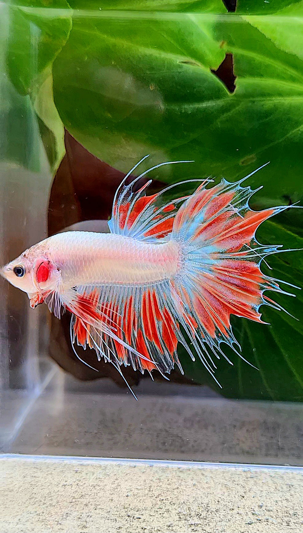CROWNTAIL ARMAGEDDON FIRE BETTA FISH