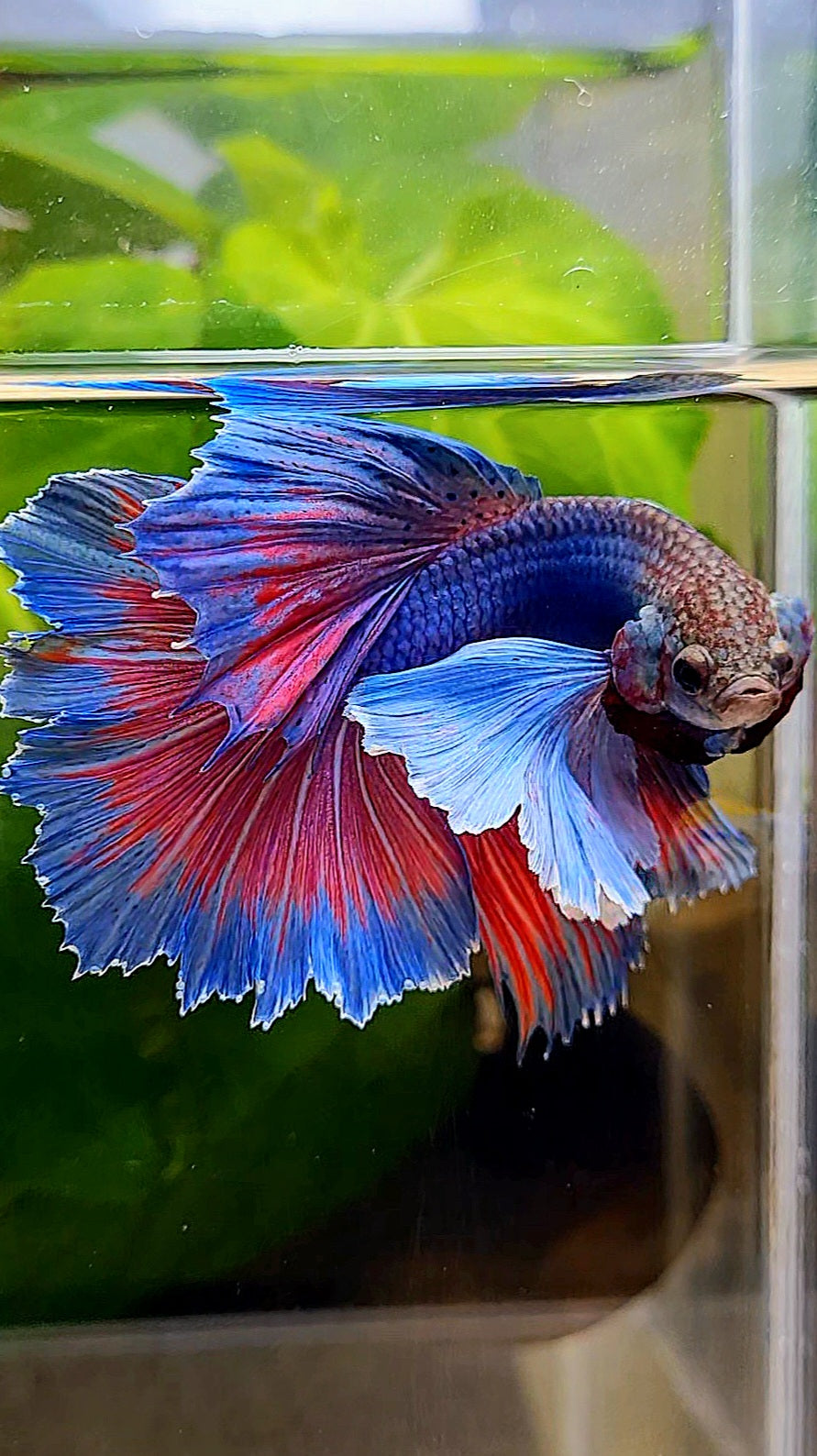 HALFMOON SUPER DUMBO EAR BLUE PURPLE RED BETTA FISH