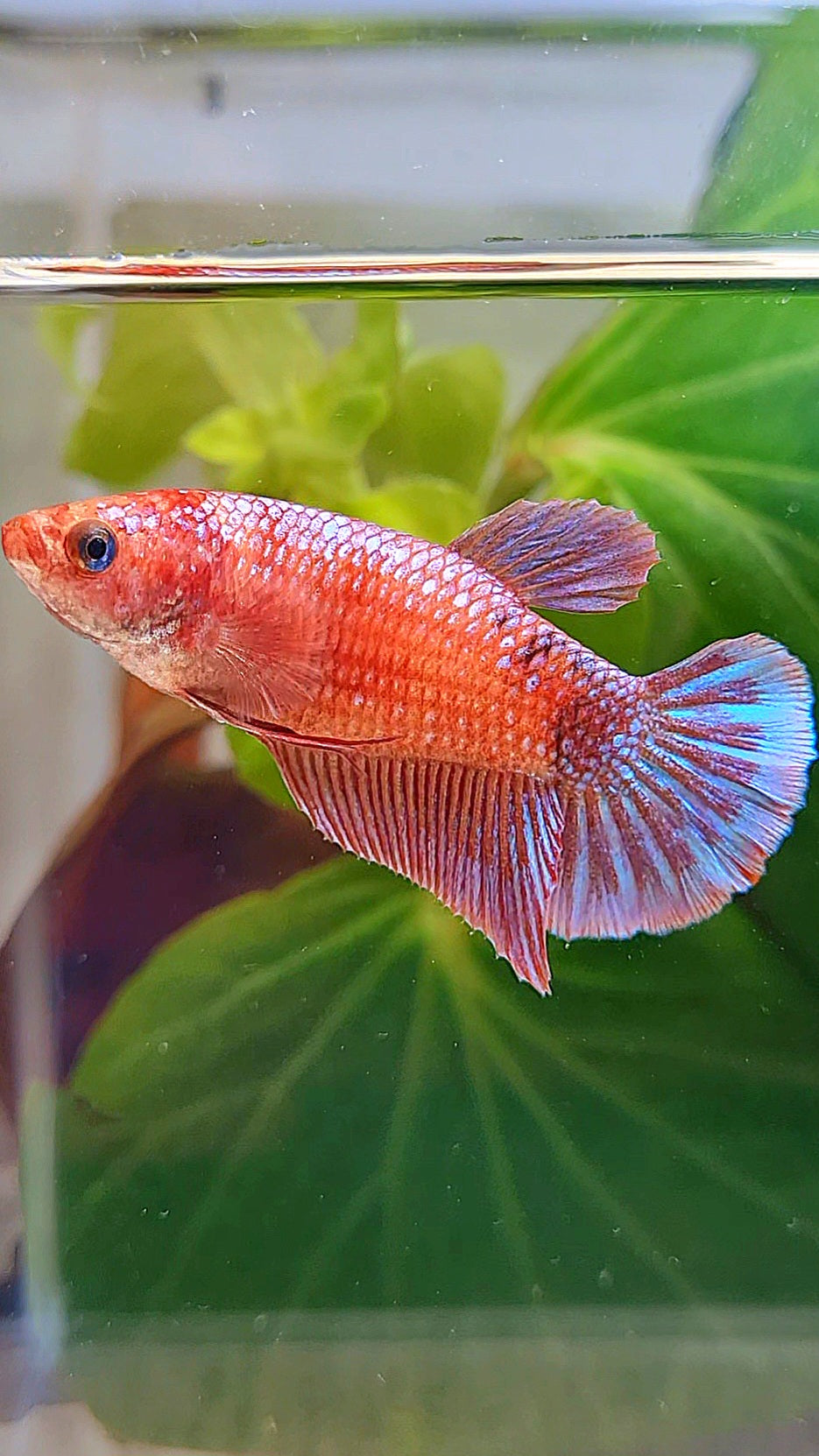 FEMALE PLAKAT PURPLE FANCY BETTA FISH