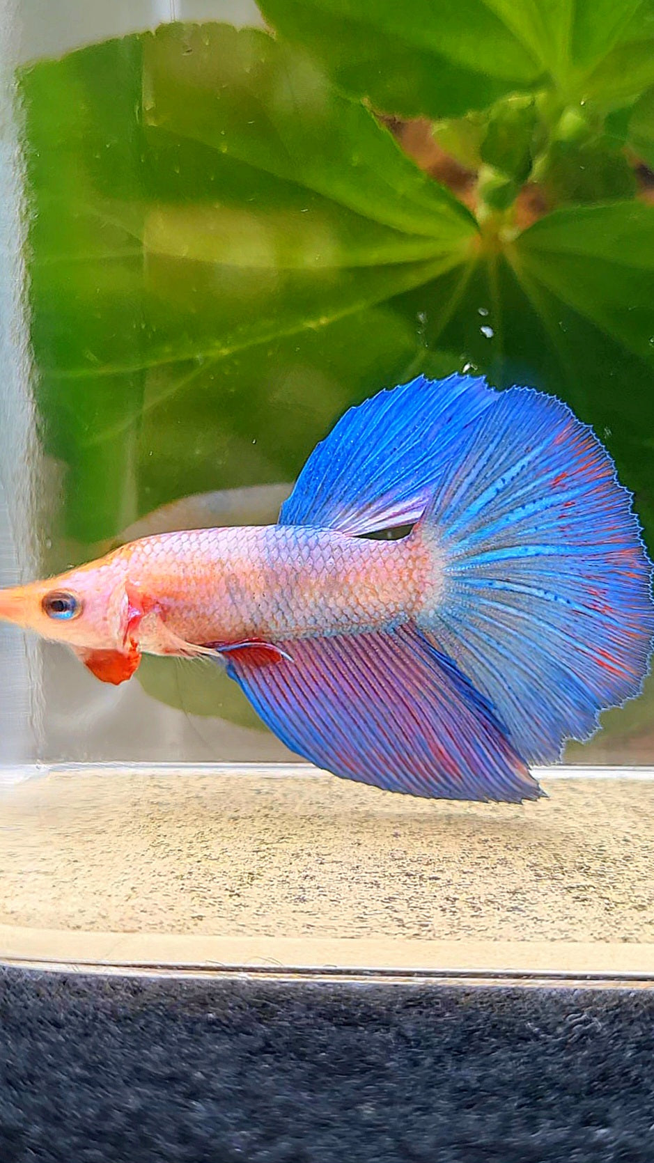 HALFMOON FANCY BLUE PURPLE FLAMINGGO BETTA FISH